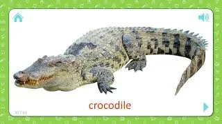 Crocodile - Wild Animals - Flashcards for Kids