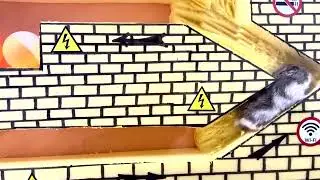 🐹Hamster🐹escapes try not to laugh hamster🐹2