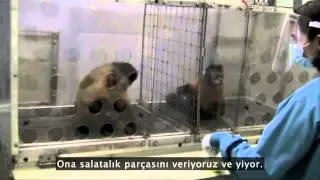 Maymunlarda Eşitlik Deneyi - Hayvanlarda Adalet Duygusu var mı?