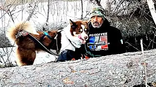 This is special - my Greenland Dog RUBY