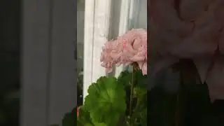 Зацветают потихоньку мои пеларгонии (герани).