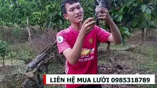 lưới bẫy chim tổng hợp