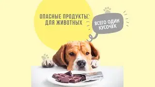 Опасные продукты для питомца