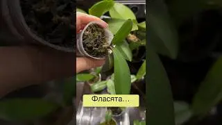 #Orchideen #Orchideenverpflanzung #OrchcideenFortpflanzung #орхидеи  #данапротасова #фласка #flask
