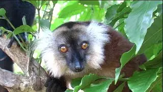 Il meraviglioso mondo dei lemuri