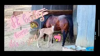 BABY HORSE! WELCOME TO THE WORLD!