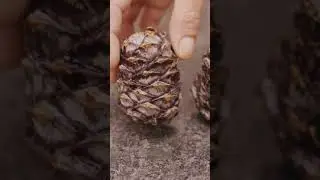 Davoser Craft Beer: Alpine Wildness in Every Sip