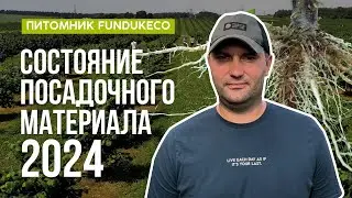 Состояние посадочного материала 2024 в питомнике FundukEco!