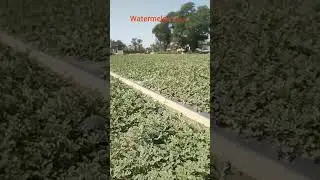 Summer Season Crops in Punjab Pakistan