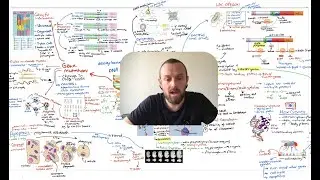 Control of Gene Expression Mindmap (OCR A Level Biology Module 6.1)