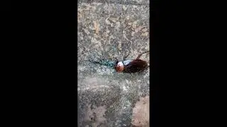 Mud Dauber With Cockroach