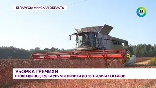 Уборка гречихи: площади под культуру увеличили до 35 тысячи гектаров