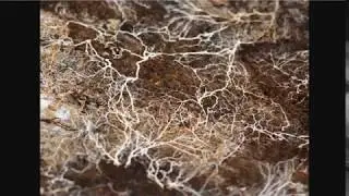 How To Add Beneficial Fungi To Your Soil