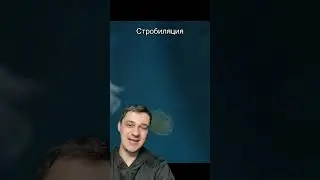 Стробиляция | SMITUP | 