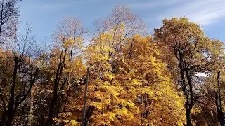 Golden autumn in the Moscow region