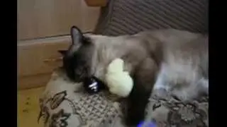 Голодный цыпленок и воспитанный кот.