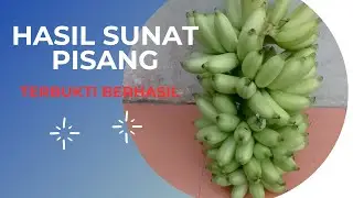 Sunat Pisang| Panduan Lengkap dan Hasilnya Luar Biasa