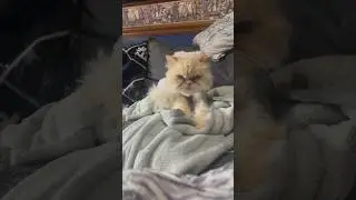 Colonel Sanders making the biscuits for today. 😻 #cutecatvideos #cutecat #persiancat #himalayancat