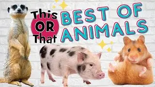 This or That Challenge - Best Of Animals - Brain Break