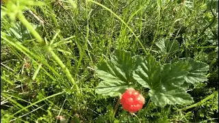 НАШЕЛ МОРОШКУ! ПРОВЕРЯЕМ СЕТИ! РАЗОБРАЛ ПЛОТИНУ БОБРА!