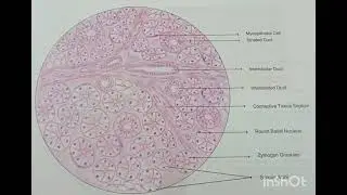 Microscopic structure of Serous salivary gland