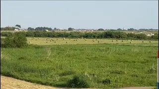謎に前から気になってたので