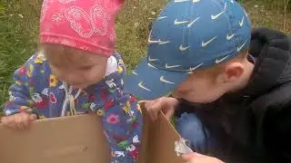 Маленькие котята