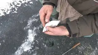 Fishing in Khotomlya How to distinguish a bream with saltpeter from a healthy one