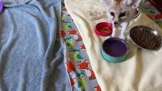 Cute Fennec fox drinking water Little tongue