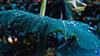 🥰Nature - Relaxing - Video |Peaceful Music | Nature Video With Relaxing Music | New Nature's Video |