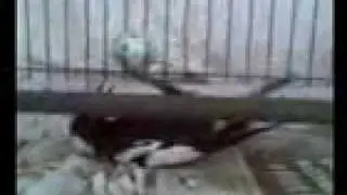 humphrey.3gp