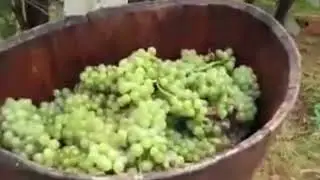Trgatev na dolenjskem - Brentač