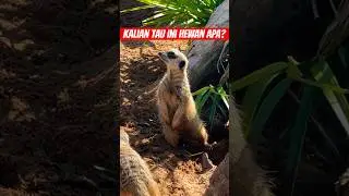 “Meerkat” hewan imut & lucu #animal #viral #video #shorts #shortvideo #fyp #viralvideo #funny #hewan