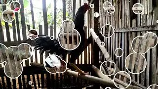 ayam bangkok super di kandang yang sederhana