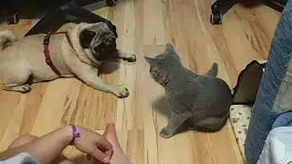 Новый друг!