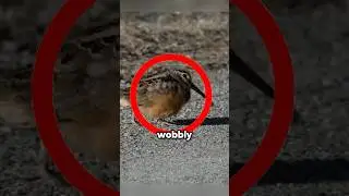 Why American Woodcock walks like its dancing?