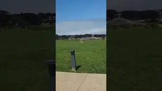 Coyote Looking for Food Mid-Day in San Francisco