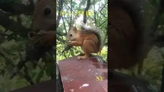 #animals  #squirrel  #forest