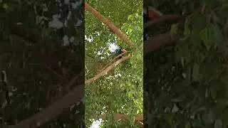 Tucano