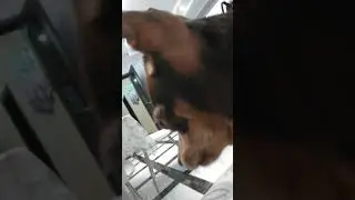 Собачье пение