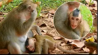 Sad Big Baby Monkey Crying No Sound Because Mom Not Allow Milk