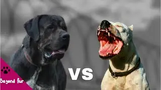 Dogo Argentino vs Serbian Defense Dog-Fight Comparison