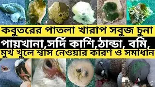 কবুতরের খারাপ পাতলা সবুজ চুনা পায়খানা,ঠান্ডা,সর্দি কাশি,বমি,মুখ খুলে শ্বাস নেওয়ার কারণ ও সমাধান