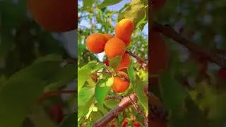 Абрикос саженцы Ростов-на-Дону | City Gardens