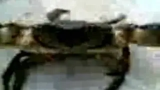 Real Monster from Bulgaria
