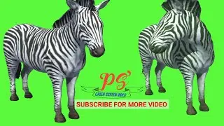 Zebra Green screen video, Green Screen video, Green screen footage 