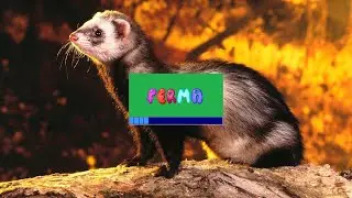 РАЗВЕДЕНИЕ ФРЕТОК [Программа Ferma] (Выпуск — 33)