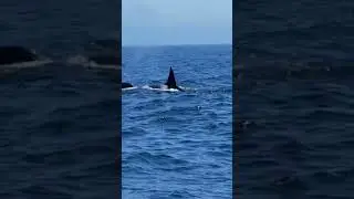 A Close Encounter with Hunting Killer Whales - 21/4/18 #whaletales