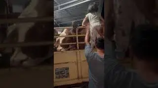 Anak desa mainannya sapi. Smpe manjat2 truk #sapi #truk #trek #cow #trukoleng #ternak #peternak #fyp