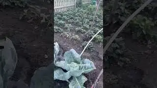 Огород в августе 
